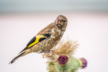 European goldfinch with juvenile plumage, feeding on the seeds of thistles. Carduelis carduelis.