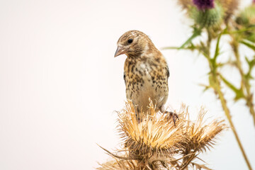 European goldfinch with juvenile plumage, feeding on the seeds of thistles. Carduelis carduelis.
