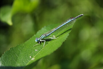 Brightly coloured dragonfly on a green leaf