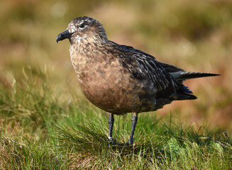 Große Raubmöwe Skua 