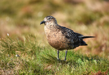 Obraz premium Große Raubmöwe Skua 