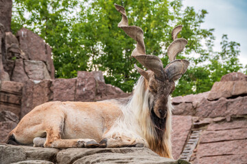 Close-up portrait of Markhor, Capra falconeri, wild goat native to Central Asia, Karakoram and the...