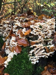 mushrooms on a tree trunk