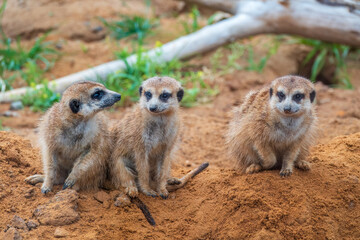 A group of cute meerkats. Meerkat Family are sunbathing.