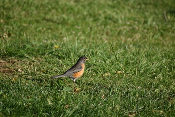 robin on the grass