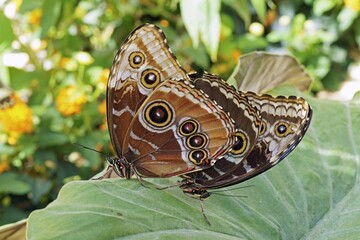 specimens of Peleides blue morpho butterflies in mating