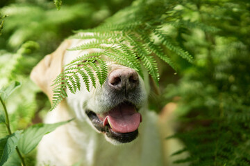 portrait of a fawn labrador retriever in the forest. Dog on background of greenery . Pet in nature