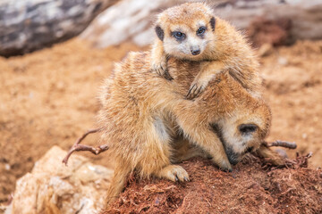 Fototapeta premium A group of cute meerkats. Meerkat Family are sunbathing.
