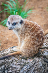 Fototapeta premium Meerkat, Suricata suricatta, on hind legs. Portrait of meerkat standing on hind legs with alert expression. Portrait of a funny meerkat sitting on its hind legs.