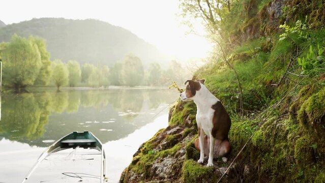 dog in a boat at sunrise. Beautiful pet on a morning walk. Adventure, active lifestyle, health