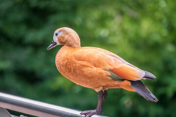 Ruddy shelduck Tadorna ferruginea stands on metal fence