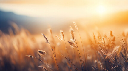 Naklejka premium a field of tall grass with the sun setting in the background