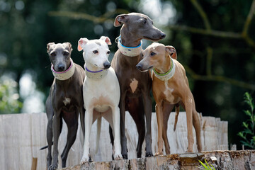 Vier Windhunde
