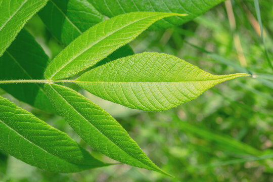 A leaf from a Manchurian walnut tree. Deciduous tree. Green leaf close up