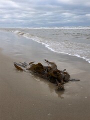 seaweed on the beach