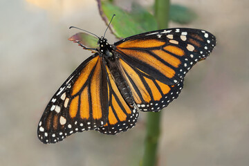 The monarch butterfly, the scientific name is danaus plexippus