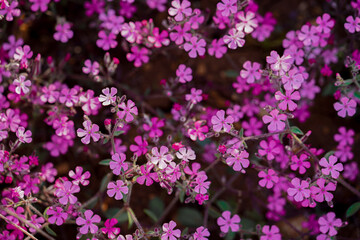 Obraz premium Saponaria bressingham flowers topshot