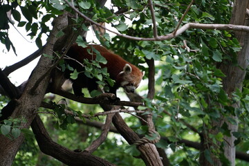 red panda in the tree
