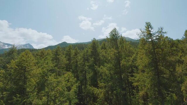 Explore the majestic larch forest in Orci&egrave;res 1850 valley. With FPV drone footage, immerse yourself in the heart of this alpine ecosystem.
