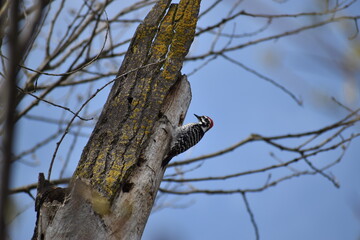 woodpecker in a tree