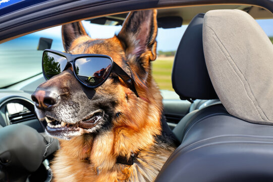 Confident German Shepherd wearing sporty sunglasses while riding in a convertible car