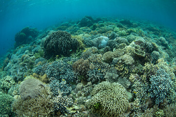A plethora of hard and soft corals thrive on a reef in Komodo National Park, Indonesia. This region is home to extraordinary marine biodiversity and is a popular area for scuba diving and snorkeling.