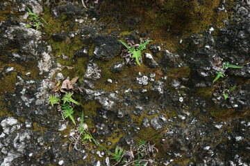 close-up of texture of the rock cliffs covered with a variety of hygrophilous vegetation, mosses and ferns. Natural background. 
