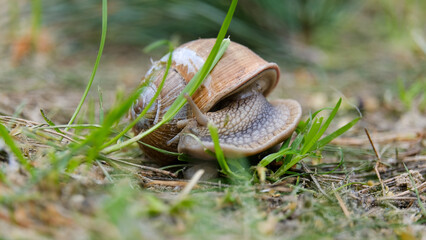 Little snail crawling on the ground through green grass, macro photography