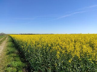 Fototapeta premium champs de colza