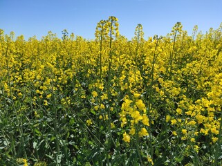 Fototapeta premium champs de colza