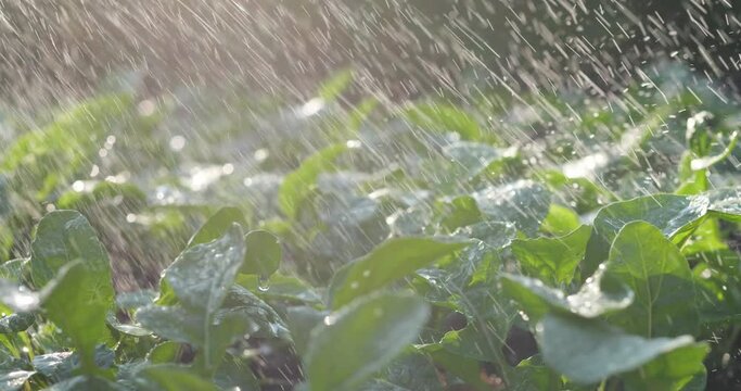 Water the garden plants, salads and greens in the garden with drops of water. Young leaves of spinach and arugula.
