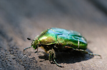Naklejka premium beetle golden bronze close-up on a blurred background