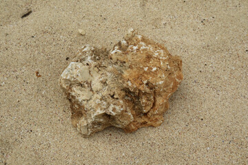 Coral reef in grainy sand on tropical beach
