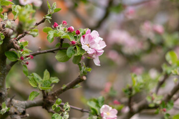 Fototapeta na wymiar apple blossom in the garden