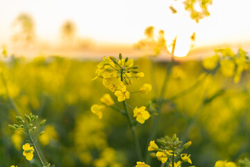 canola field