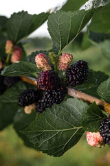 Black large ripe mulberry on a branch with green leaves