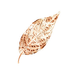 Natural artistic texture of autumn leaf isolated on transparent background. Botanical watercolor illustration of leafage imprint for posters, frame, design element, pattern