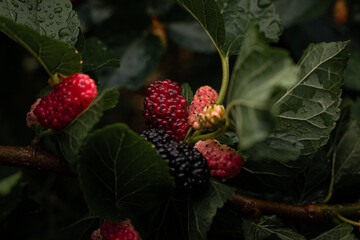 Black large ripe mulberry on a branch with green leaves
