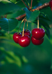 cherries on a branch. ripe cherries on a tree in the garden