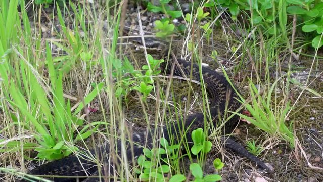 A slowly moving common European adder or Vipera berus