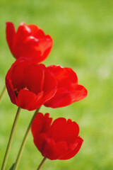 Obraz premium PHOTO-ILLUSTRATION-Beautiful, Red, Spring, Tulips In Bloom - Wedding, Baby Shower, Brunch, Garden Party, Birthday, Invitation, Border, Backdrop, Flier, Poster, Ad, Wallpaper, social media post or ad