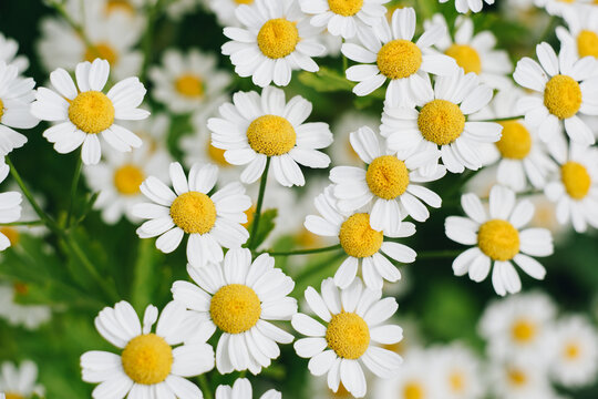Tanacetum parthenium white yellow flowering plants. Traditional medicinal chamomile in the summer garden. Close-up of a bush chamomile.