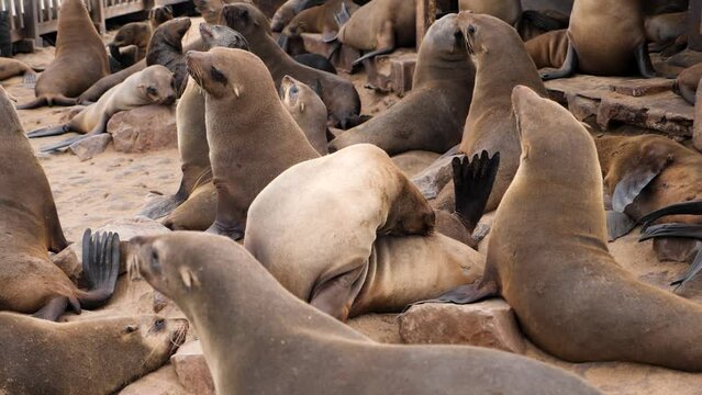 Colony of Seals in the Cape Cross Nature Reserve in the Skeleton Coast, Namib desert, western Namibia. Home to one of the largest colonies of Cape fur seals in the world.