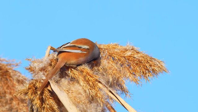 Wildlife - Birds. They feed on bearded reedling (Panurus biarmicus) birds, insects and reed seeds that live in large reeds in wetlands.