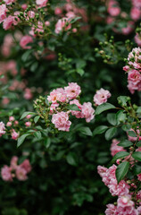 Flowering Rose Shrub
