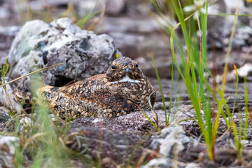 Least Nighthawk (Nannochordeiles pusillus). Chapada dos Veadeiros, Brazil