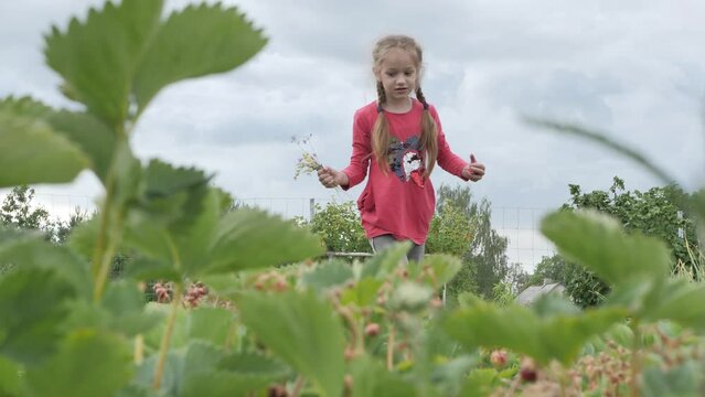 A little girl picks strawberries with her hands and puts her mouth. The child eats ecologically clean strawberries