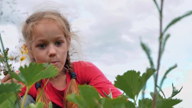 A little girl picks strawberries with her hands and puts her mouth. The child eats ecologically clean strawberries