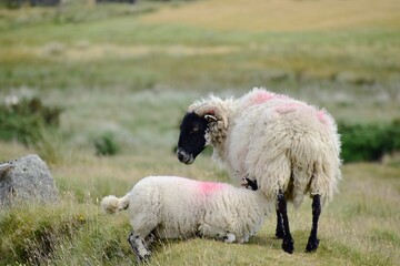 An ewe feeding her lamb, this image was taken in Dartmoor , Devon. Where livestock roam freely. 
