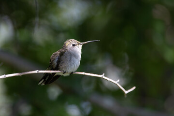 hummingbird on a branch